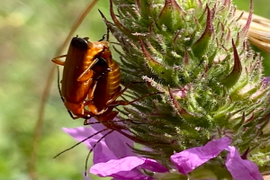 Zwei Kakerlaken beim Paarungsakt auf einer violetten Blume