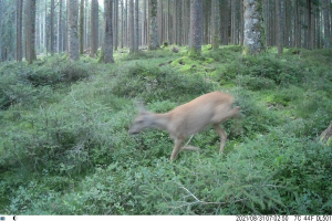 Ein Reh rennt durch einen bewaldeten Bereich auf einer Trailkamera, umgeben von Pflanzen und Bäumen, mit Text am unteren Bildrand.