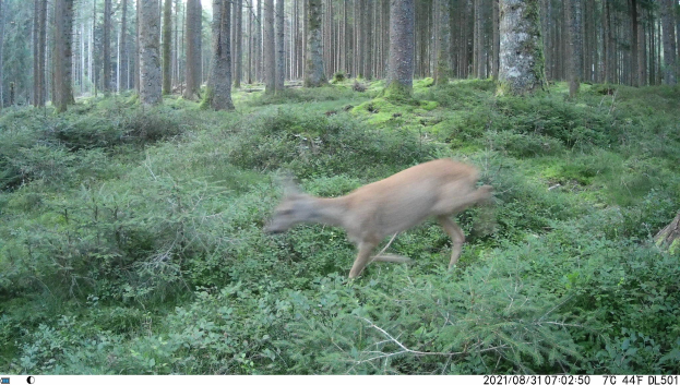 Ein Reh rennt durch einen bewaldeten Bereich auf einer Trailkamera, umgeben von Pflanzen und Bäumen, mit Text am unteren Bildrand.