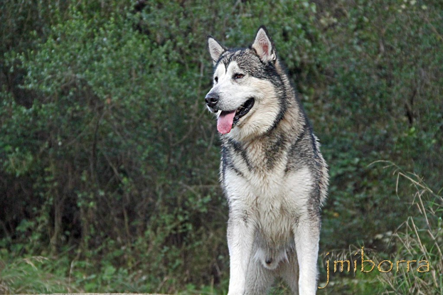 Ein Wolf steht vorne mit Bäumen und Pflanzen im Hintergrund und Text ist in der rechten unteren Ecke sichtbar.