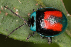Ein Blumenkäfer auf einem Blatt.