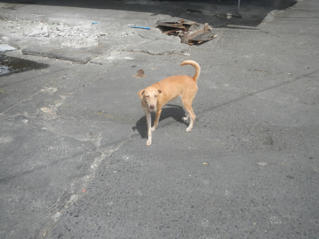 Ein hellbrauner streunender Hund steht wachsam an der Seite einer Straße neben einem Auto, mit aufgerichteten Ohren und wedelndem Schwanz, in der Nähe eines Pfahls im Hintergrund.