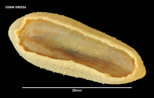 Nahaufnahme eines Brotlaibs auf schwarzem Hintergrund mit Text oben und unten.