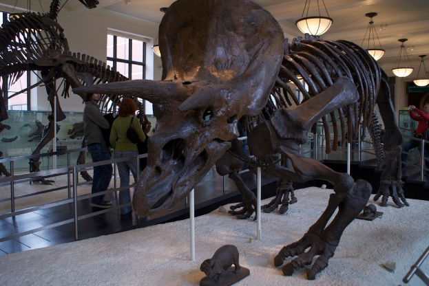 Eine Dinosaurierausstellung in einem Museum mit einem Eisengeländer davor, zwei Menschen, die daneben gehen, einer weißen Wand und Fenstern rechts und Lichtern oben.