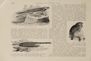 Ein aufgeschlagenes Buch mit einer detaillierten Zeichnung von zwei Vögeln, die darauf sitzen, Flügel gespreizt und Schnäbel nach vorne gerichtet, begleitet von beschreibendem Text.