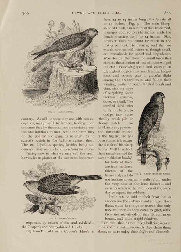 Ein aufgeschlagenes Buch mit einer detaillierten Zeichnung von zwei Vögeln, die darauf sitzen, Flügel gespreizt und Schnäbel nach vorne gerichtet, begleitet von beschreibendem Text.