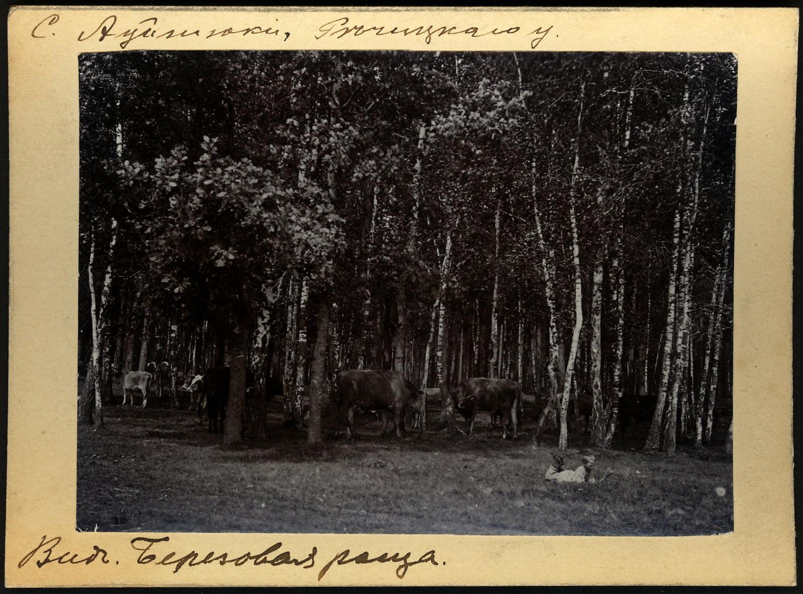 Schwarz-weiß-Foto einer Herde von Kühen, die auf einer bewaldeten Fläche grasen, mit Bäumen im Hintergrund und Text unten.