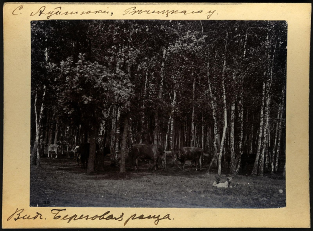 Schwarz-weiß-Foto einer Herde von Kühen, die auf einer bewaldeten Fläche grasen, mit Bäumen im Hintergrund und Text unten.