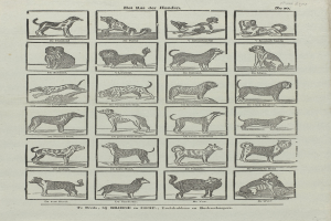 Ein altes Buch, das auf einer Seite mit Abbildungen und Beschreibungen verschiedener Hundewelpen aufgeschlagen ist.