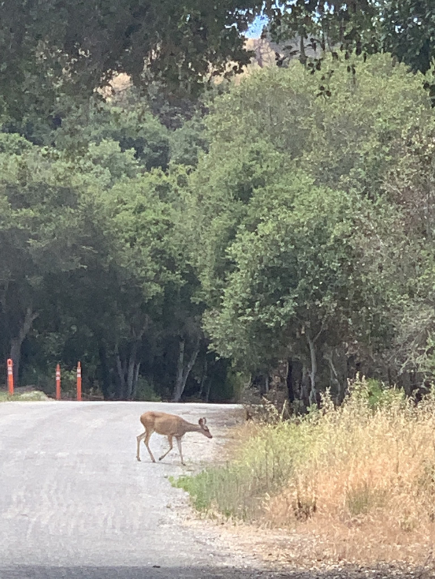 Ein Hirsch, der eine von Pfählen gesäumte Waldstraße überquert, umgeben von grünem Gras und hohen Bäumen unter einem sichtbaren Himmel.