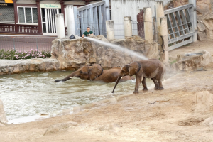 Zwei Elefanten im Wasser eines Zoos spielend, mit einer Person in der Nähe, die sie besprüht, umgeben von Felsen, blühenden Pflanzen, einem Zaun, einem Gebäude mit Fenstern, einem Schild und einem Dach mit Deckenleuchten.