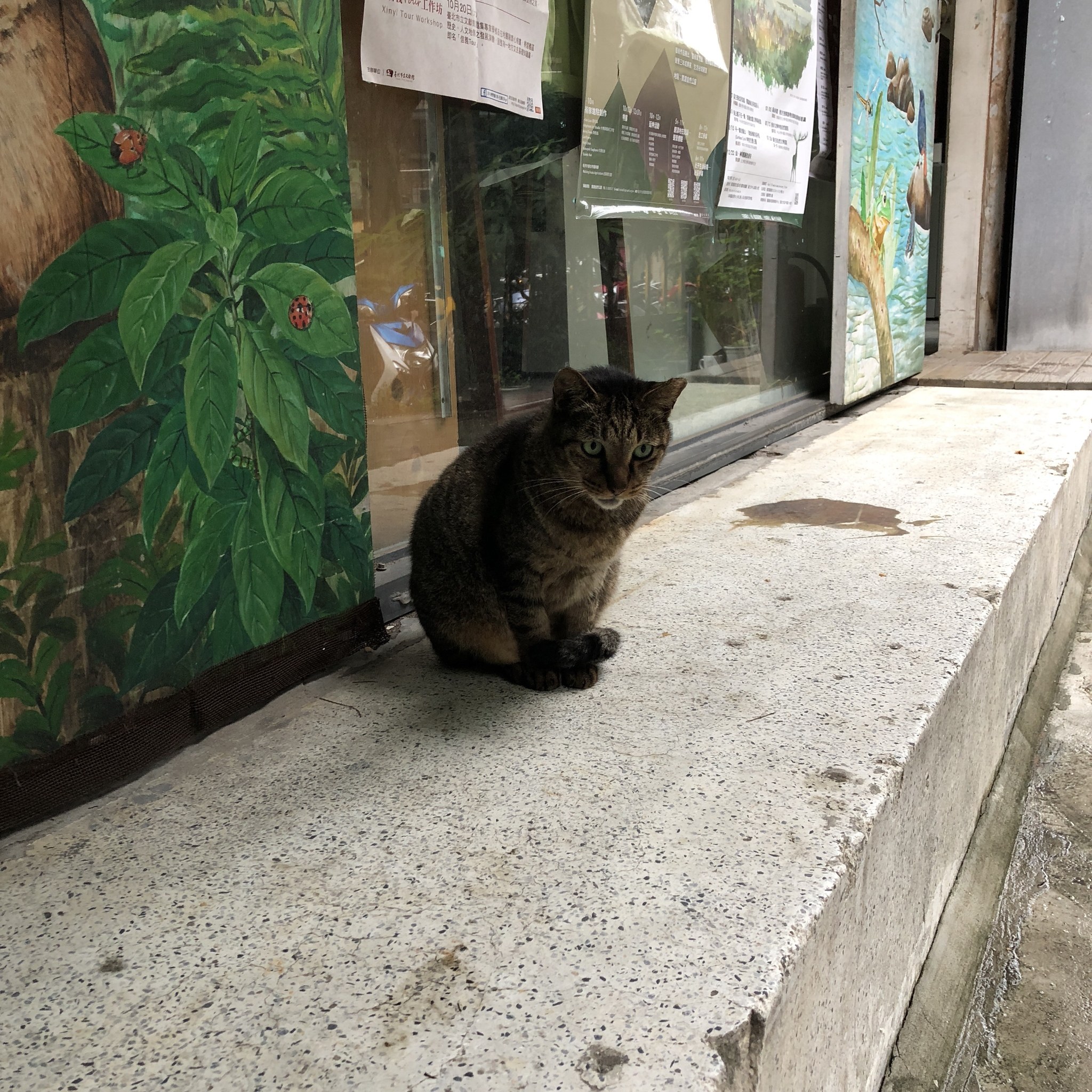 Eine Katze sitzt auf einem Bürgersteig vor einem Geschäft mit Plakaten an Glastüren und einem Gemälde auf der linken Wand.