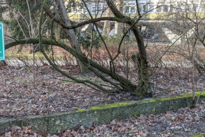 Ein umgestürzter Baum liegt in der Mitte eines Parks mit trockenen Blättern auf dem Boden, mit einem Gebäude mit Fenstern und einer Tafel mit Text im Hintergrund.