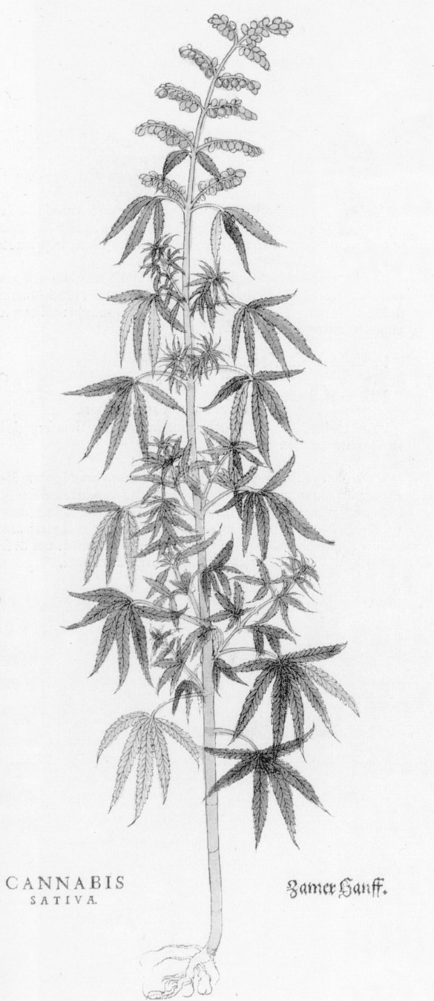 Eine Schwarz-Wei├č-Zeichnung einer Cannabis-Pflanze mit der Aufschrift "Cannabis Sativa" unten.