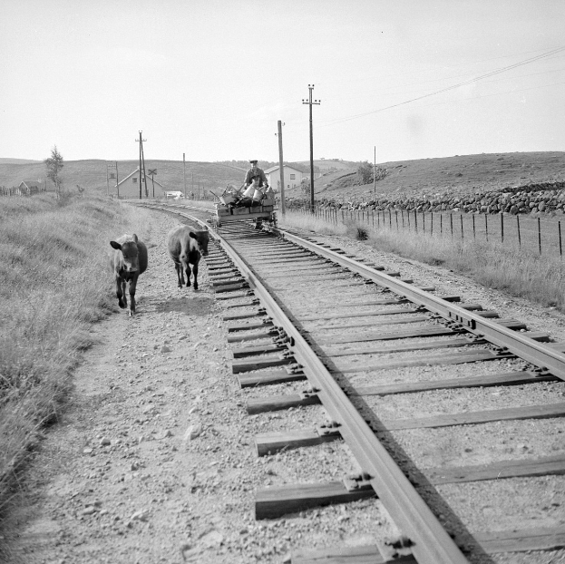Schwarz-weiß-Foto von zwei Kühen, die auf den Bahngleisen laufen, mit einer Person auf einem Fahrzeug im Vordergrund, Gras und einem Zaun auf beiden Seiten und Häusern, Bäumen und Pfählen im Hintergrund.