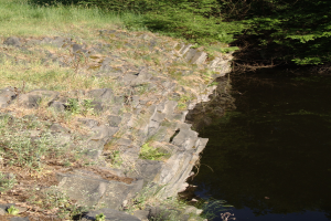Ein kleiner, klarer Bach spiegelt umliegende Bäume und saftiges Grün am Ufer eines Flusses.