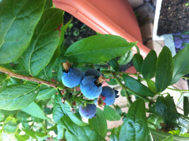 Blaubeeren wachsen auf Pflanzen in Töpfen mit Erde.