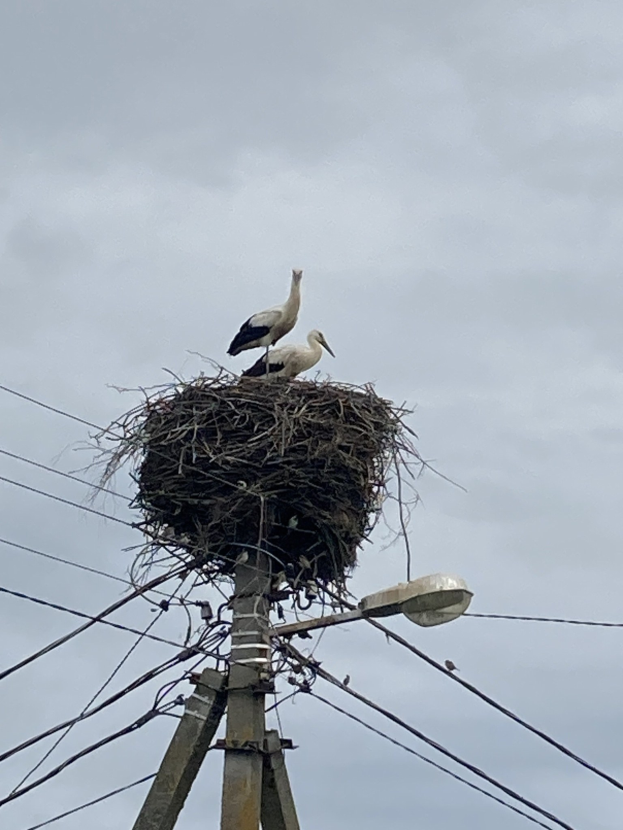Zwei Weißstörche auf einem Nest auf einem Strommasten sitzend, mit einer Straßenlaterne, die sie beleuchtet, und Drähten, die an dem Mast entlanglaufen, vor einem sichtbaren Himmel.