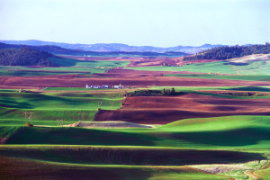 Rollende Hügel des Palouse-Tals in Washington mit grünem Gras, verstreuten Bäumen und Häusern und Strommasten im Vordergrund vor einem Himmel-Hintergrund.
