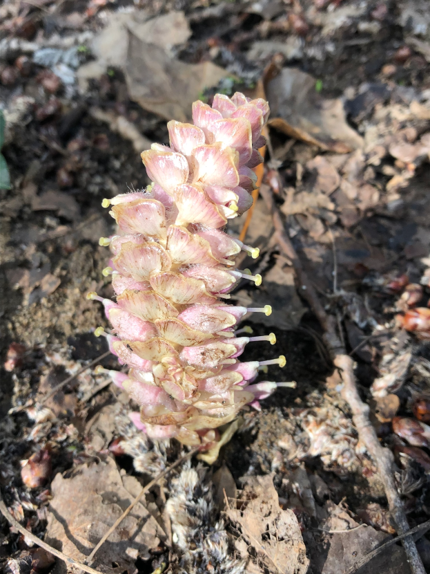 Ein Nahaufnahme eines leuchtend pinken Butterblütenblatts auf dem Boden, umgeben von einer Mischung aus grünen und braunen trockenen Blättern.