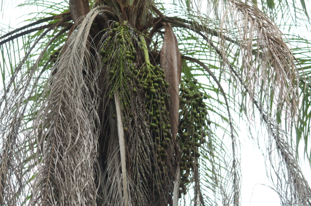 Eine Dattelpalme mit grünen Blättern und einer Traube Kokosnüsse, die an ihren Zweigen hängen, mit dem Himmel im Hintergrund.
