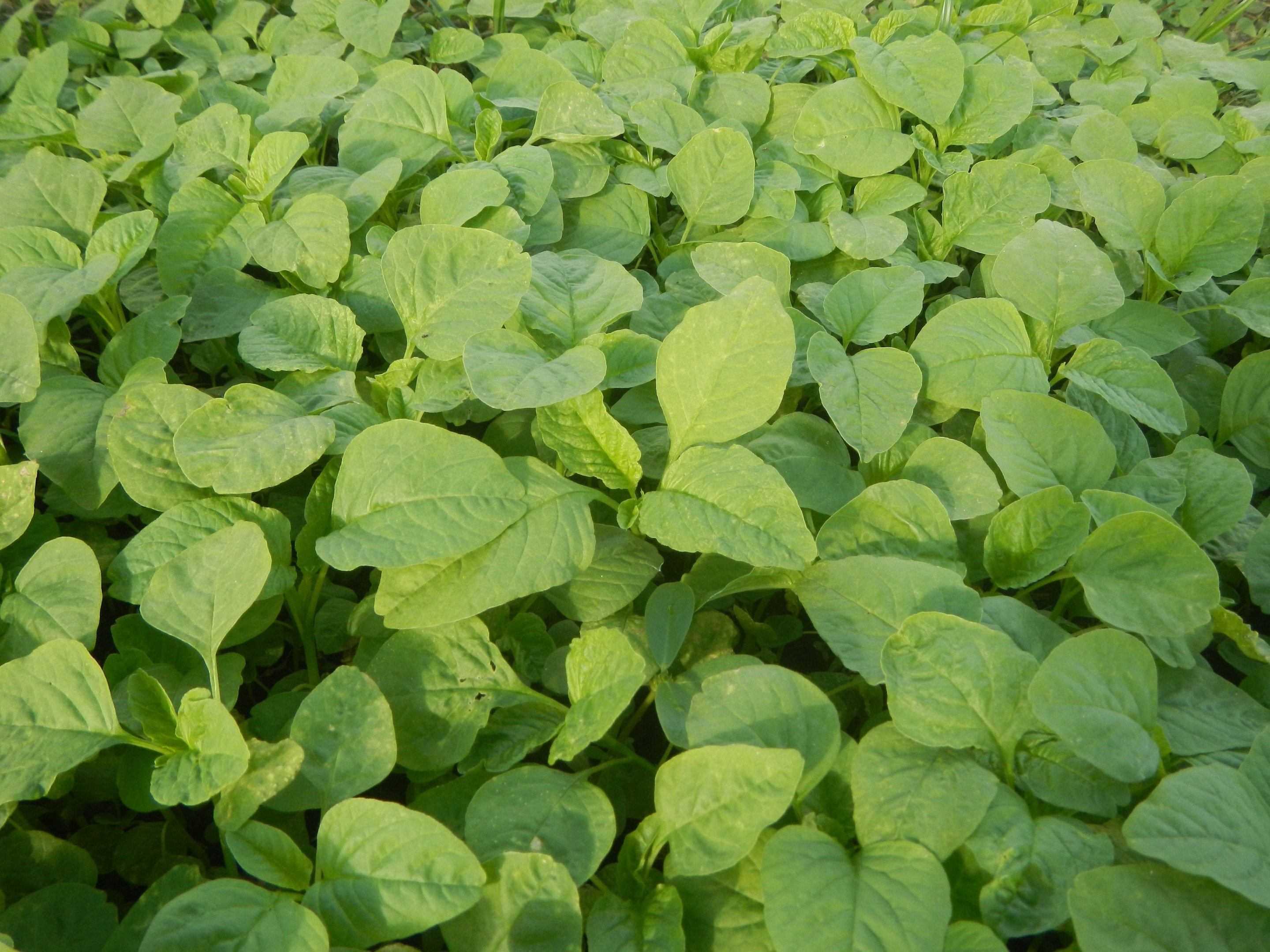 Ein dichtes Feld grüner Sojabohnenpflanzen mit leuchtenden Blättern unter einem klaren blauen Himmel.