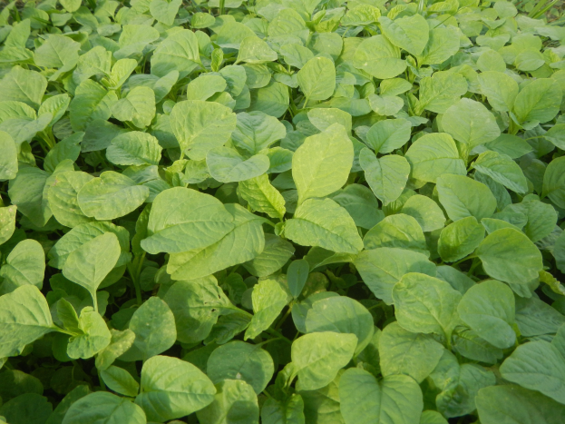Ein dichtes Feld grüner Sojabohnenpflanzen mit leuchtenden Blättern unter einem klaren blauen Himmel.