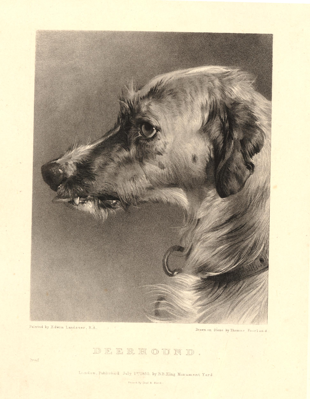 Eine Schwarz-Weiß-Zeichnung eines aufmerksamen Jagdhundes mit einem Halsband, aufgerichteten Ohren und wachsamen Augen, mit Text unten im Bild.